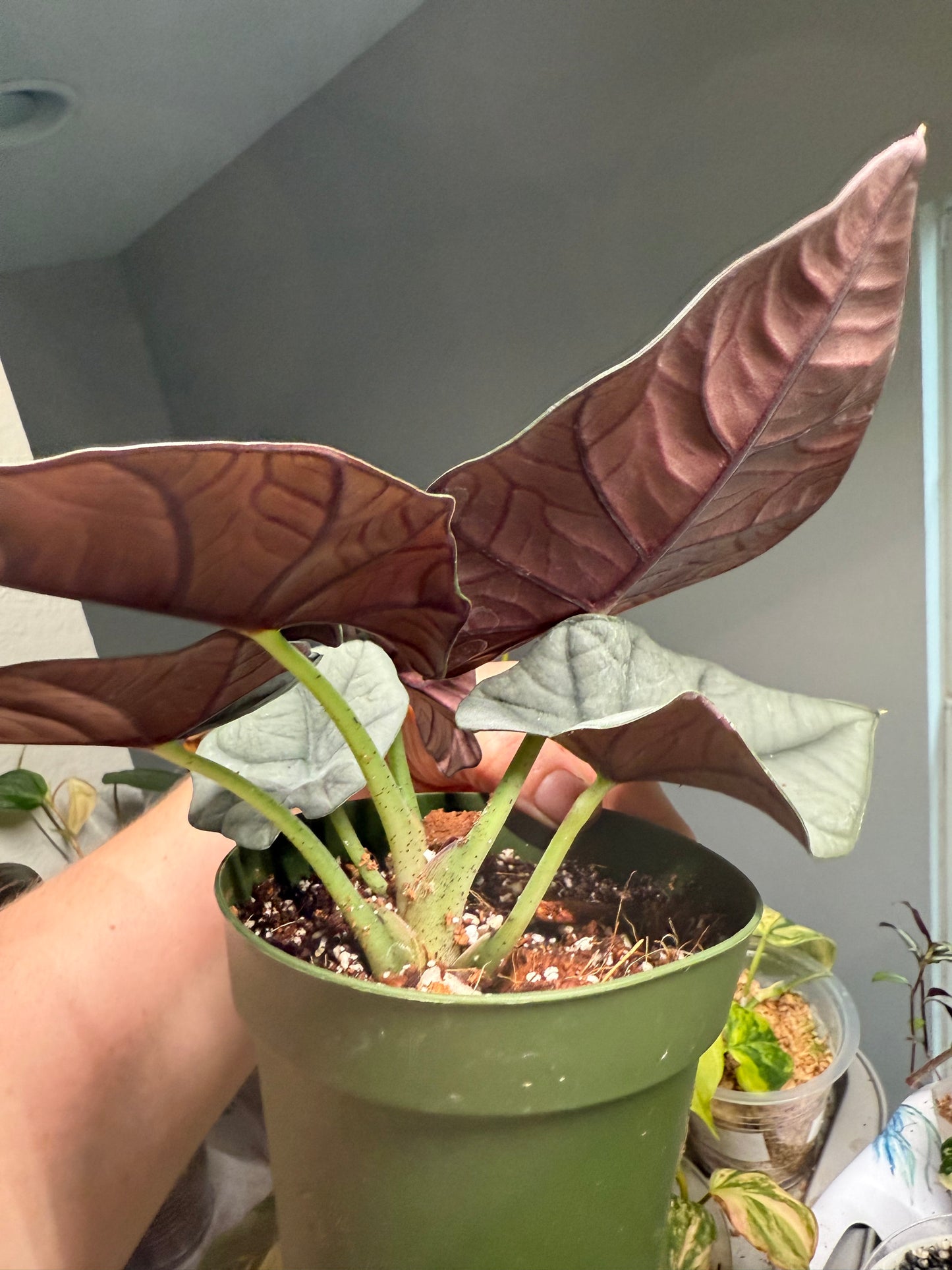 Alocasia Bisma - 4” Pot (Growers Choice)