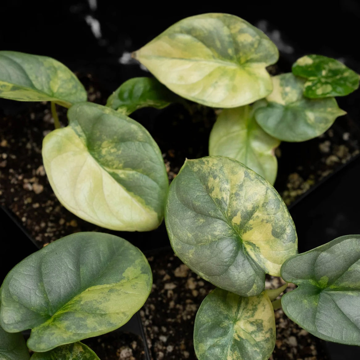 Alocasia Silver Dragon Aurea Tissue Culture Plantlet - TC