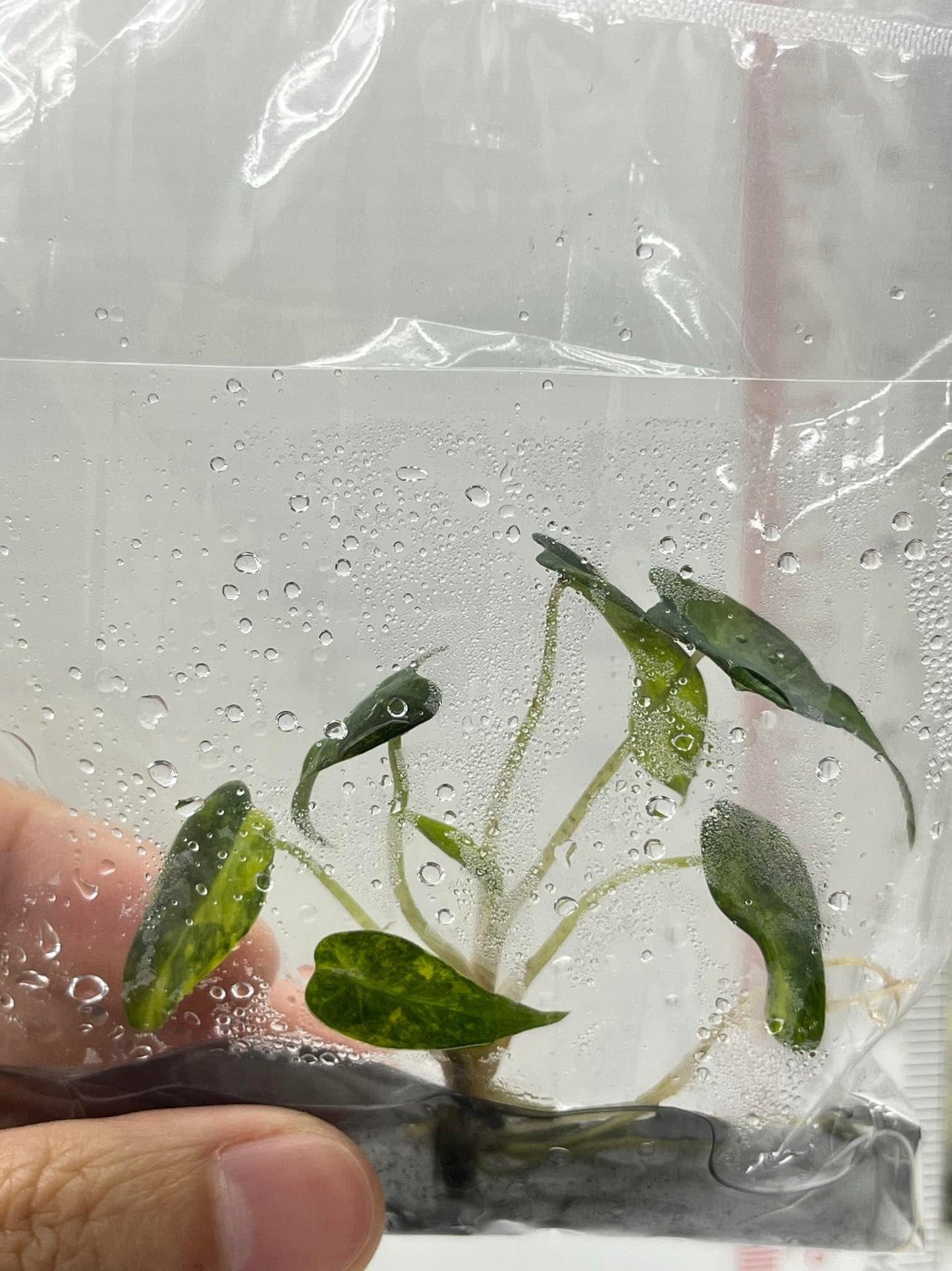 Alocasia Bambino Aurea - Tissue Culture TC