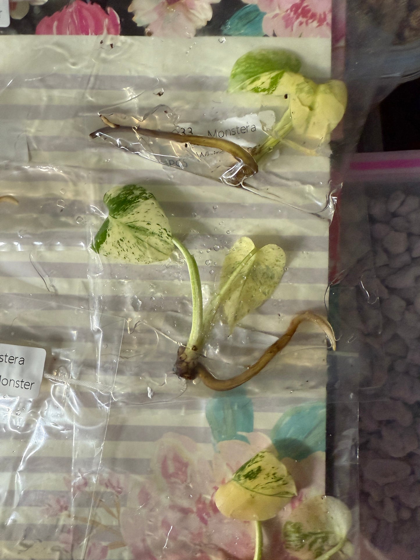 Monstera White Monster - Tissue Culture TC