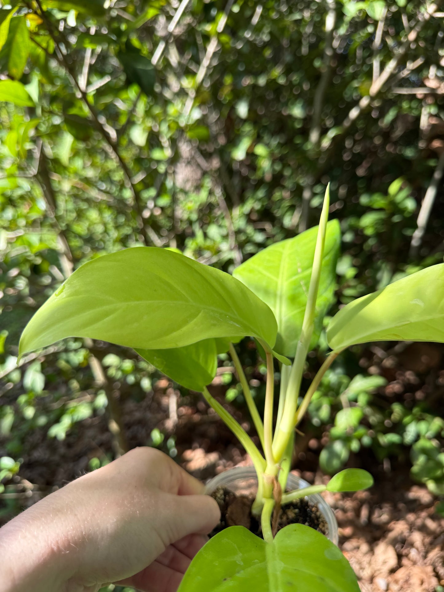 Philodendron Golden Goddess 3-4” pot (growers choice)