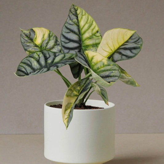 Alocasia Silver Dragon Aurea Tissue Culture Plantlet - TC