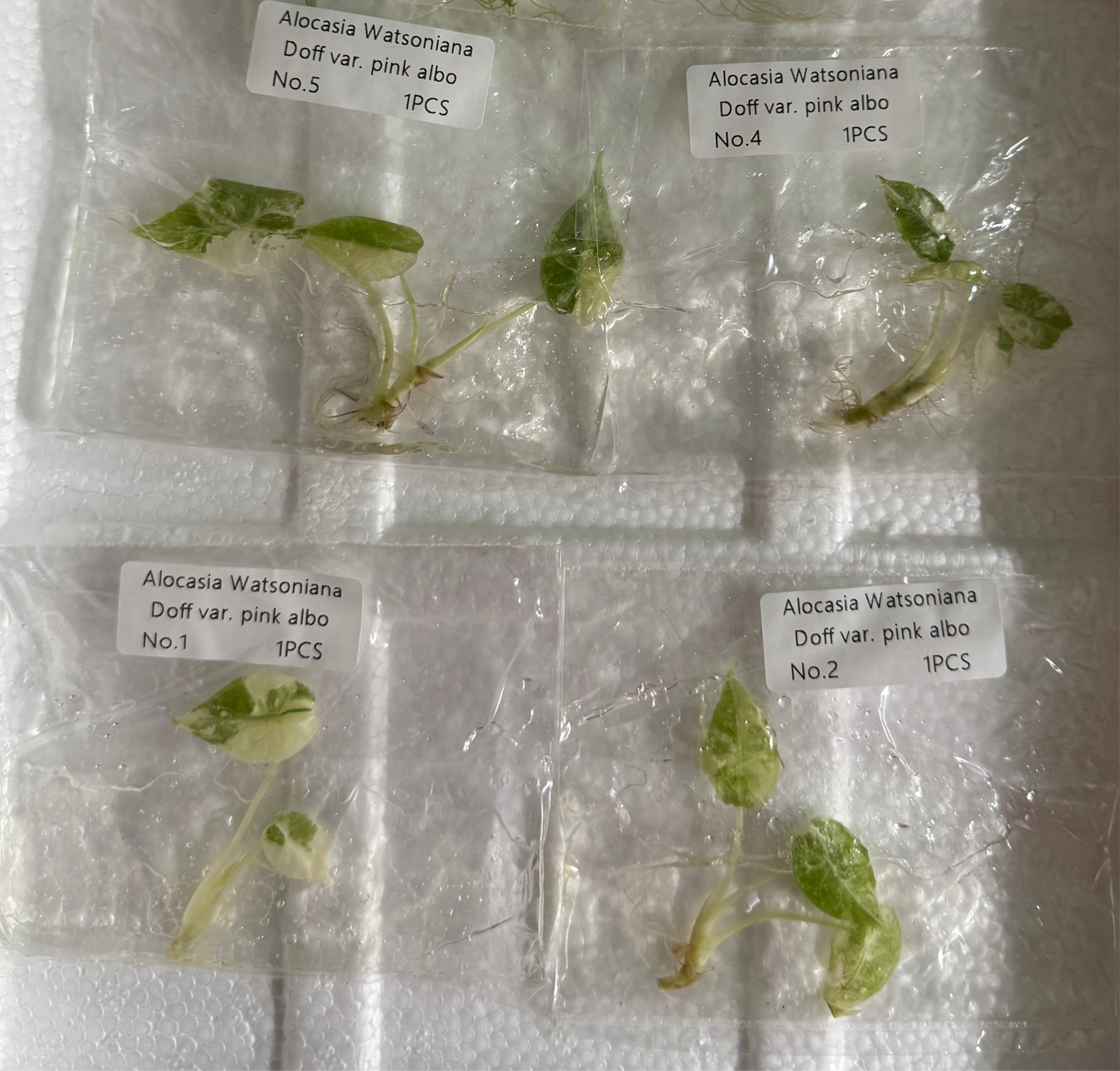 Alocasia Watsoniana Pink Doff - Tissue Culture