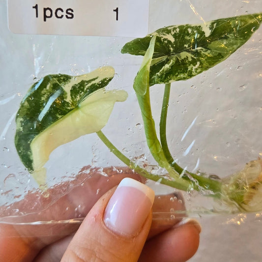 Alocasia Simpo Albo - Tissue Culture Plantlet TC