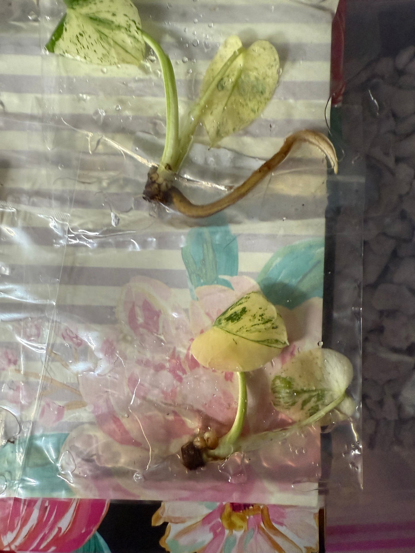 Monstera White Monster - Tissue Culture TC