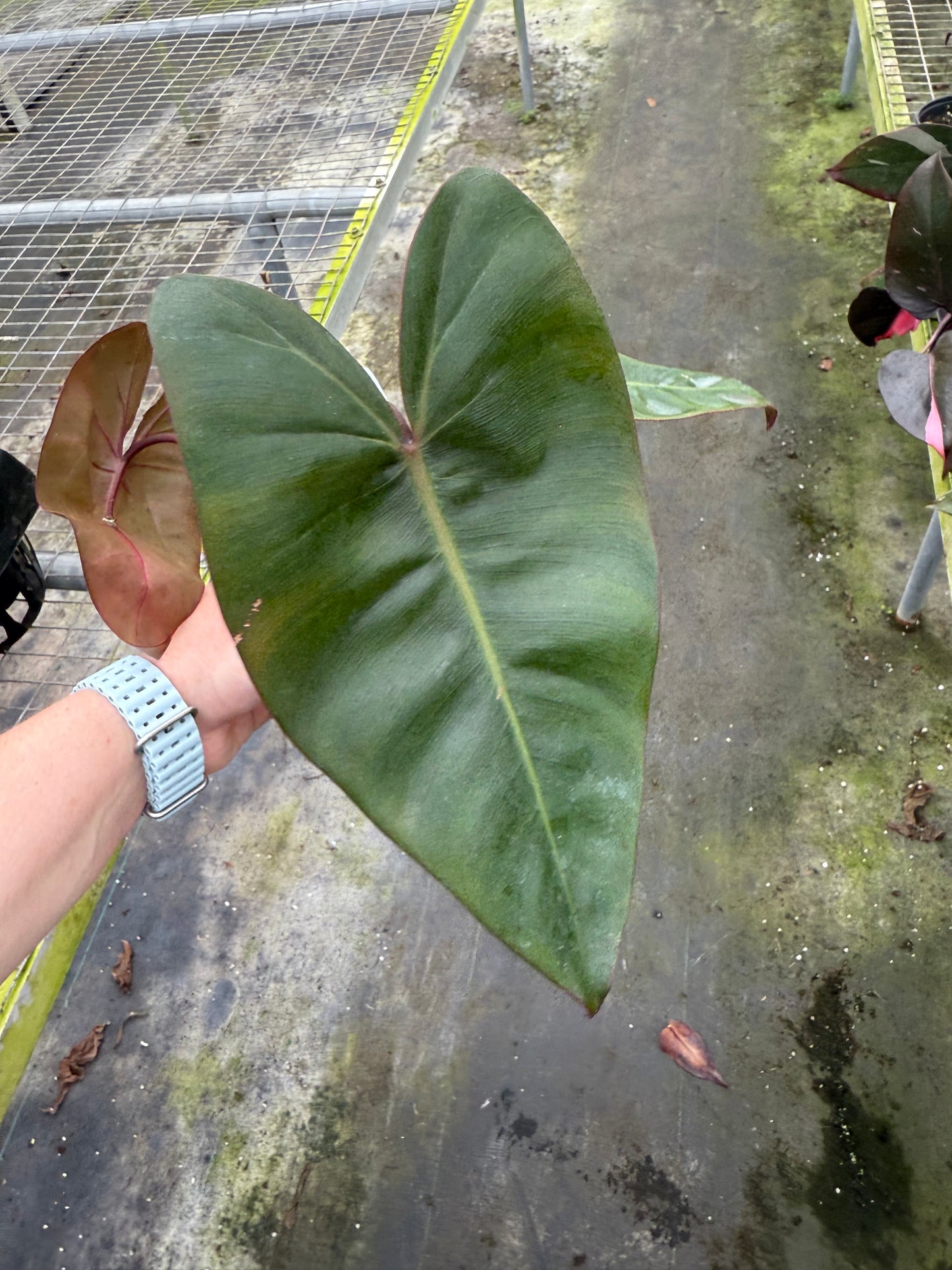 Philodendron Billietiae X Pink Princess - 6” pot (growers choice)