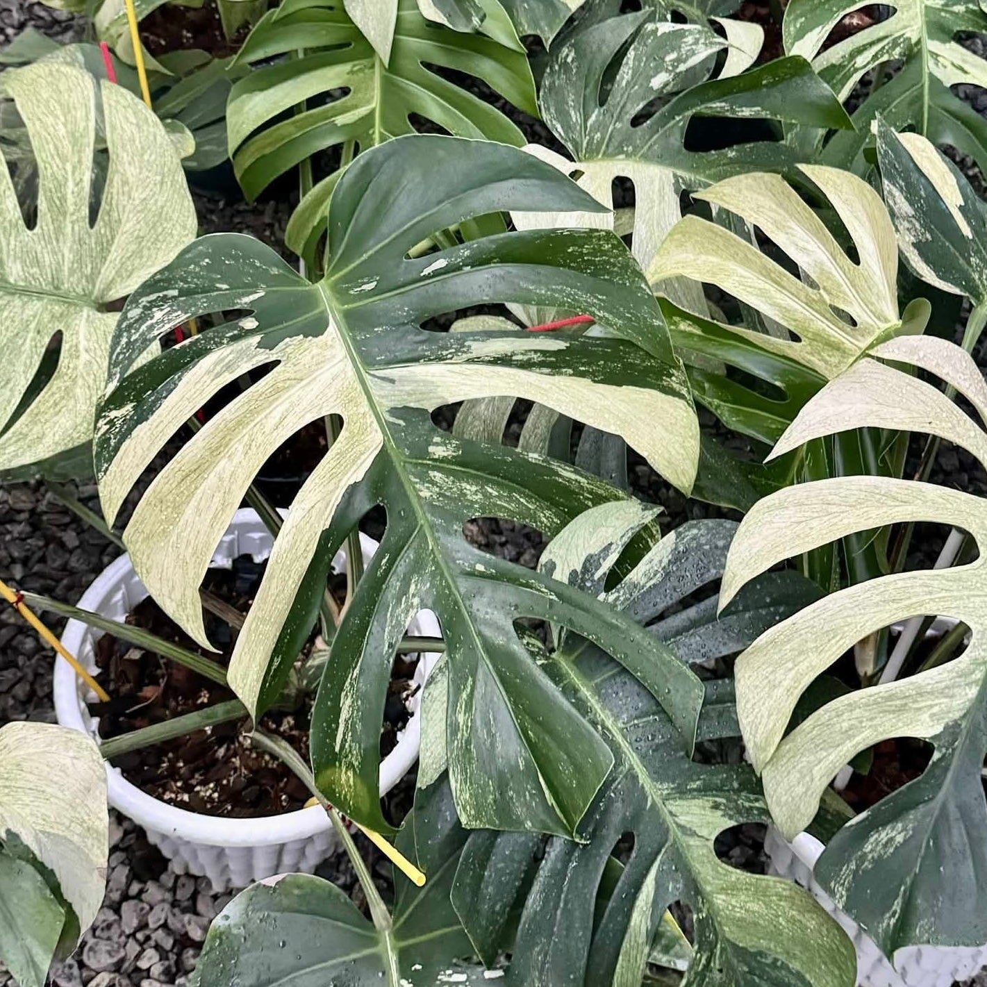 Monstera Mint NOID - Tissue Culture