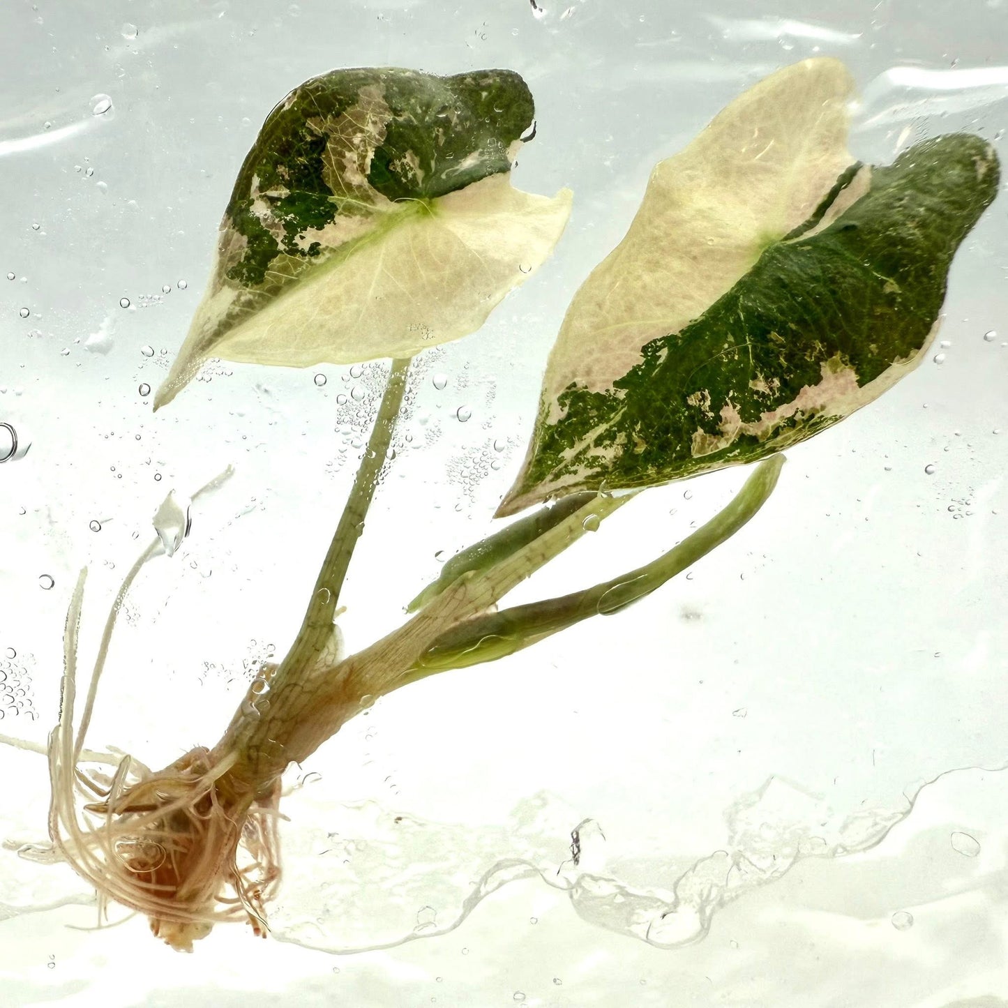 Alocasia Pink Nobilis - Tissue Culture