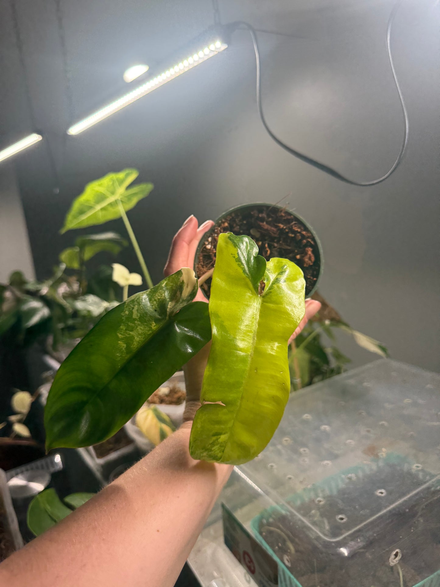 Variegated Billietiae X Florida Beauty (Jennifer) - 4” Pot (Growers Choice)