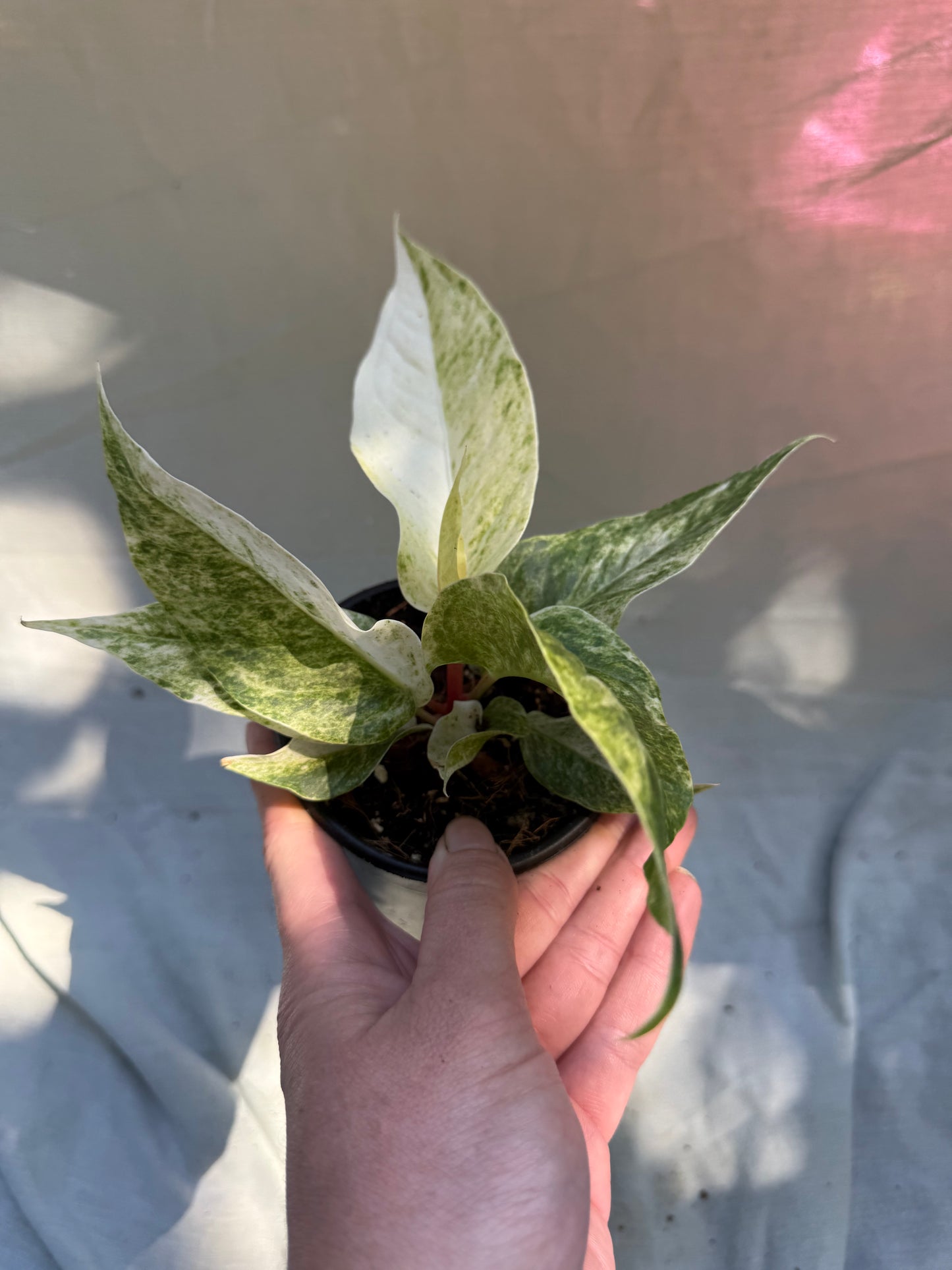 Hookeri Variegated - 4” Pot (Growers Choice)