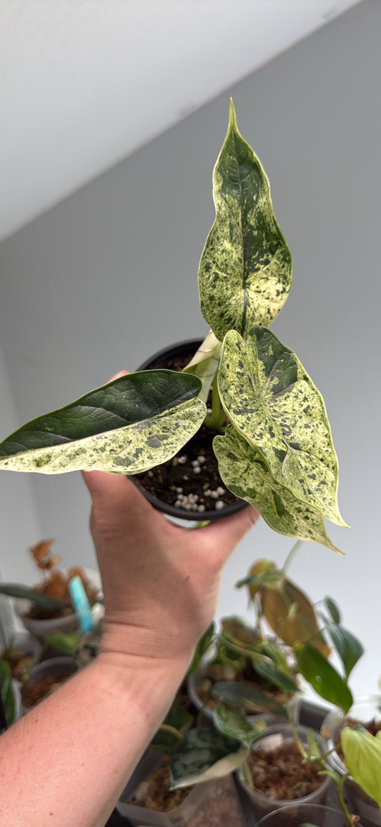 Alocasia DragonScale Mint - 4” Pot (Growers Choice)