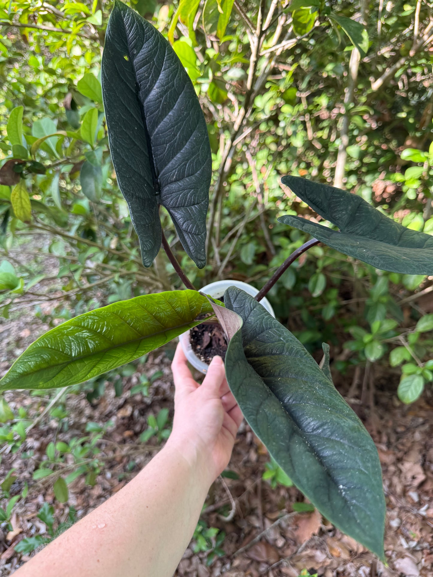 Alocasia Scalprum (exact plant)
