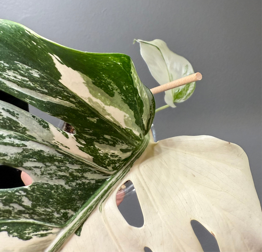 Monstera Albo (Exact Plant)