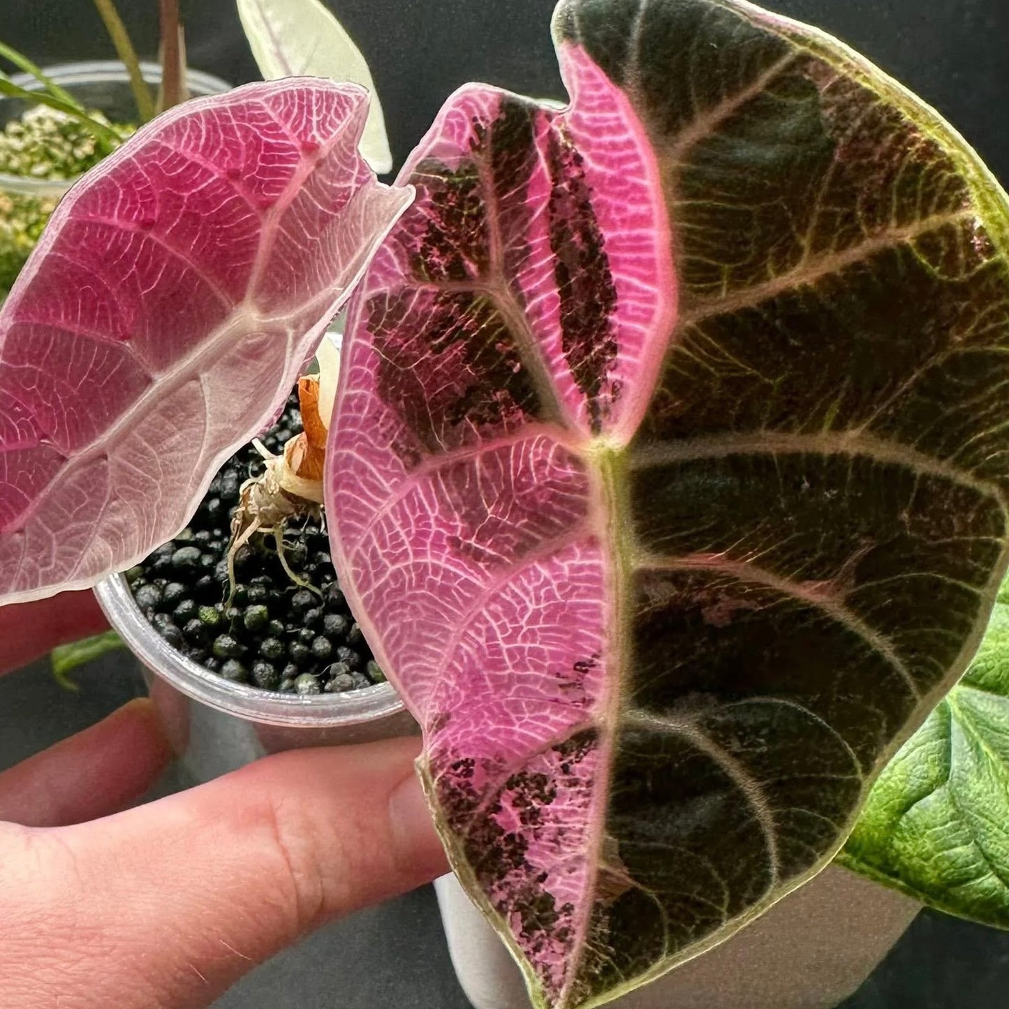 Alocasia Watsoniana Pink Doff - Tissue Culture