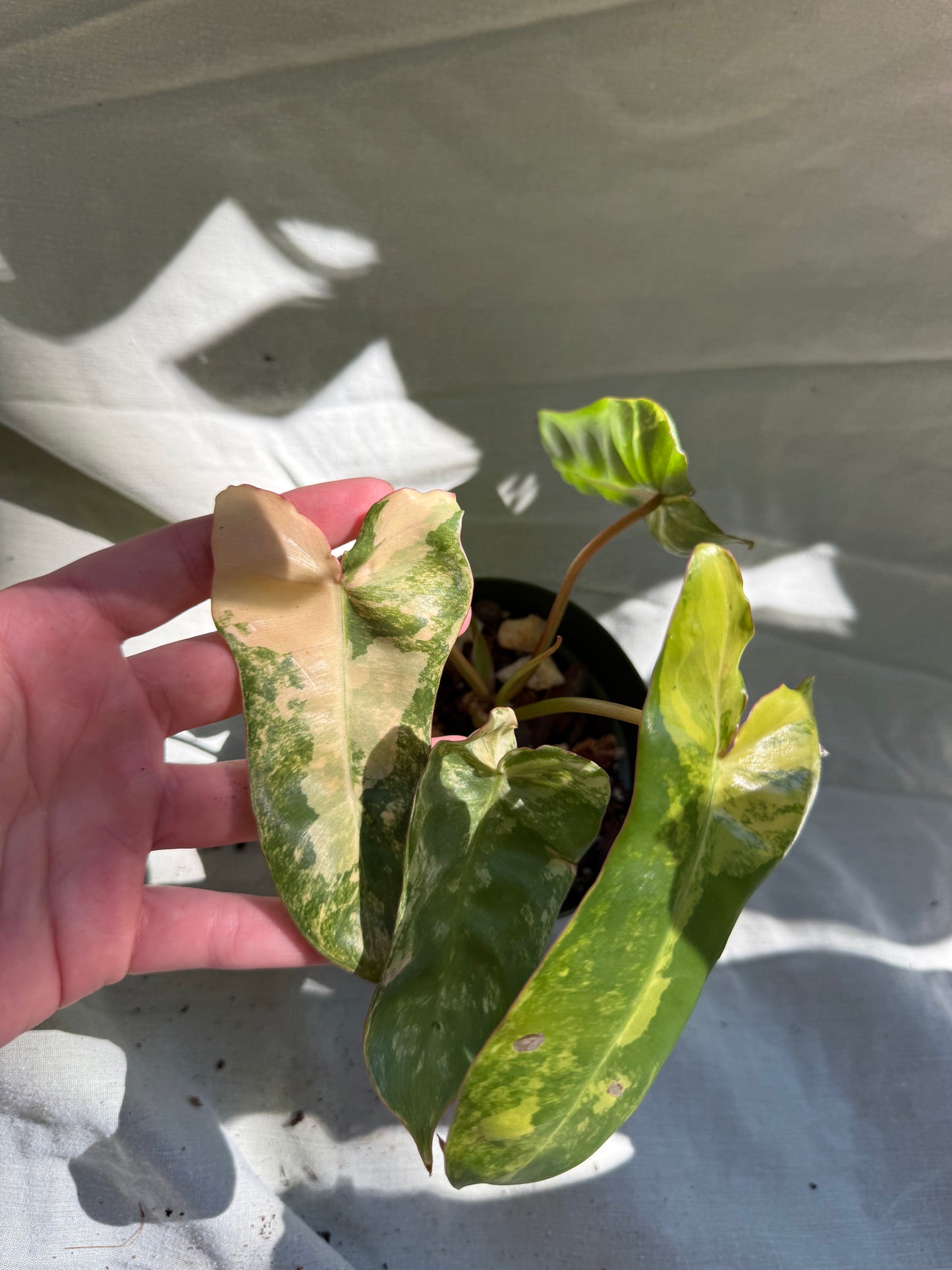 Variegated Billietiae X Florida Beauty (Jennifer) - 4” Pot (Growers Choice)
