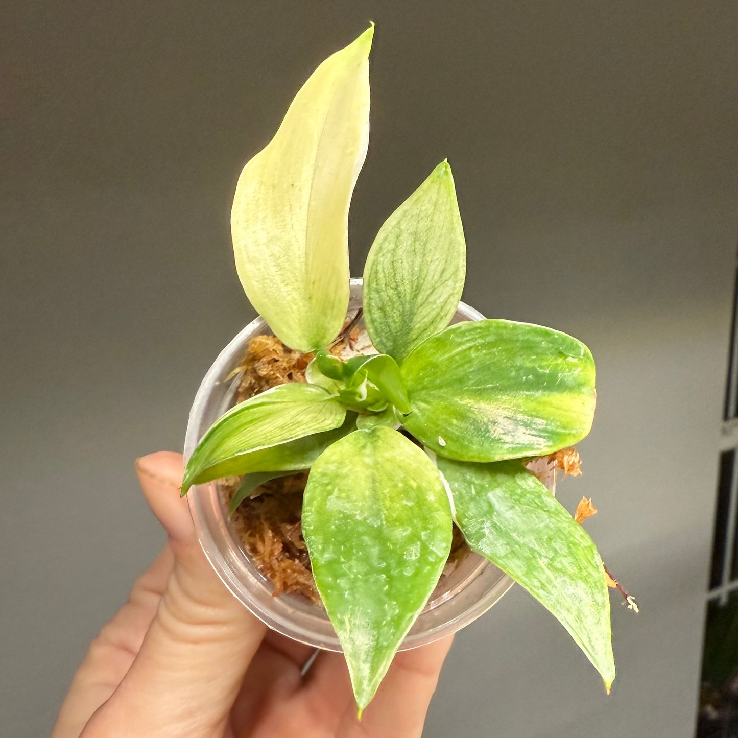 Golden Wizard Philodendron
