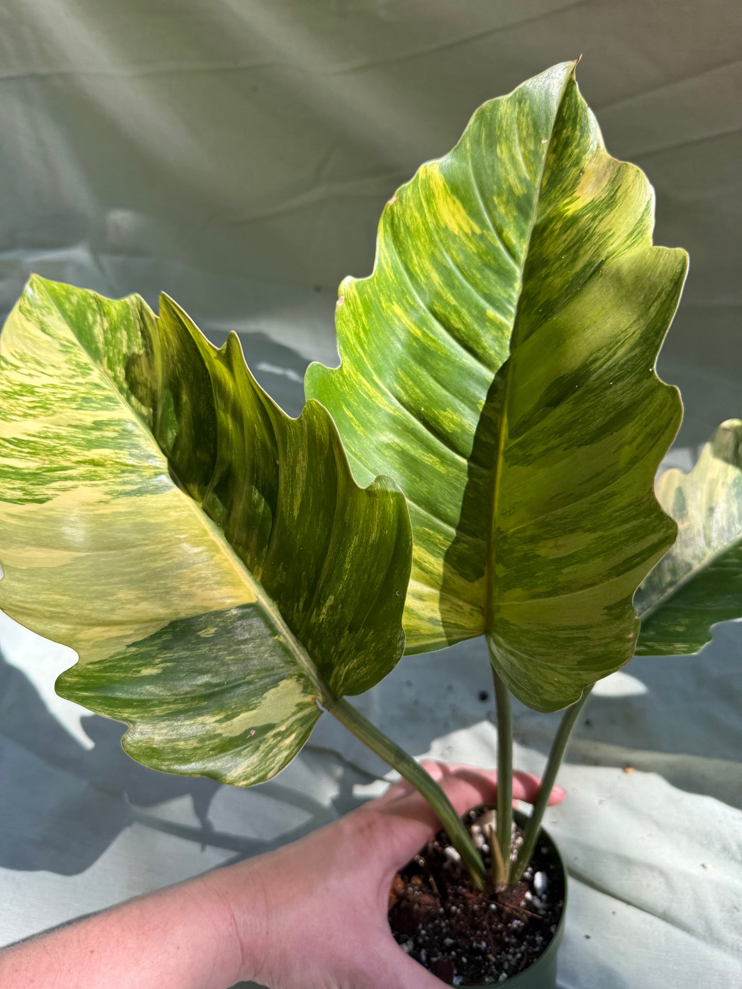 Philodendron Caramel Marble - (exact plant)