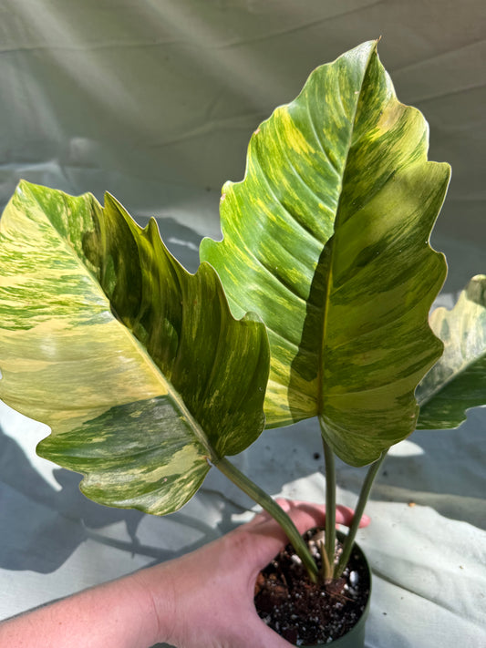 Philodendron Caramel Marble - (exact plant)