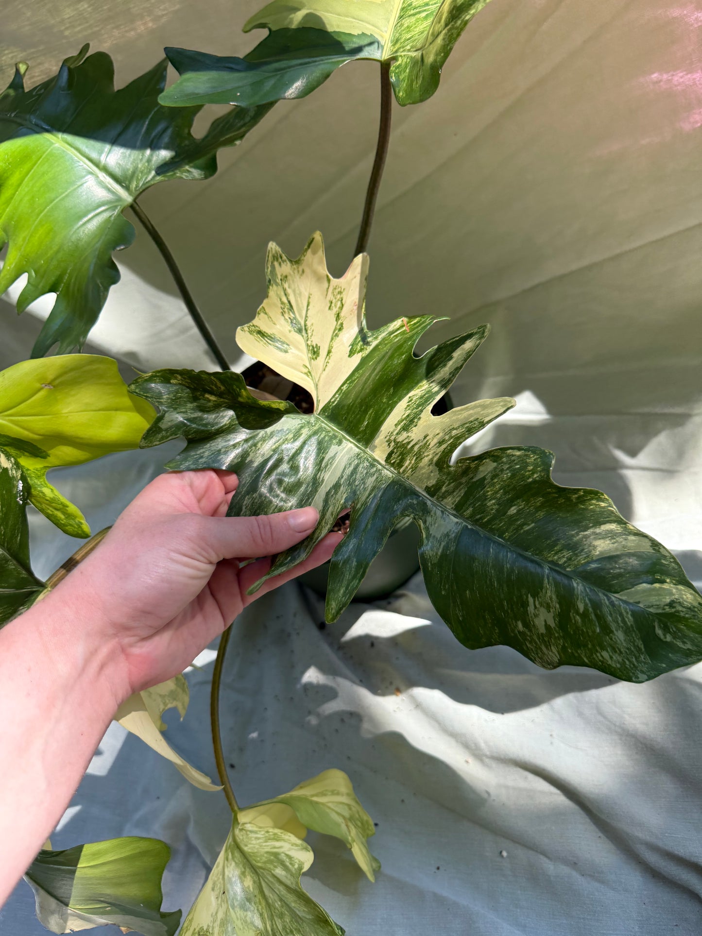 Philodendron Florida Beauty × Mayoi (Growers Choice) 6-8” pot