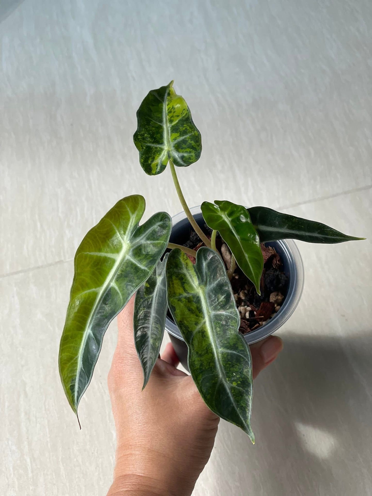 Alocasia Bambino Aurea - Tissue Culture TC