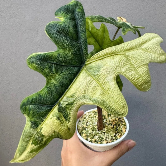 Alocasia Jacklyn Aurea - Tissue Culture TC
