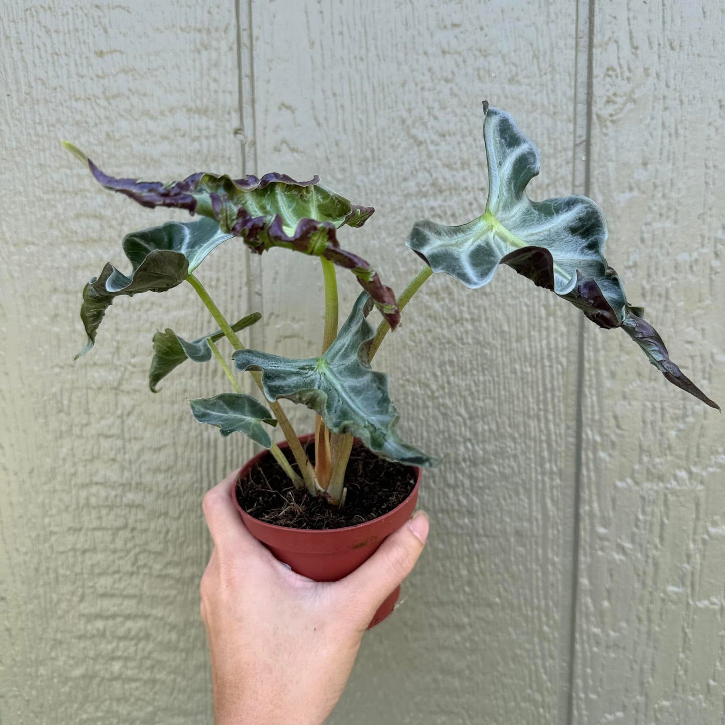 Alocasia Loco - Tissue Culture TC