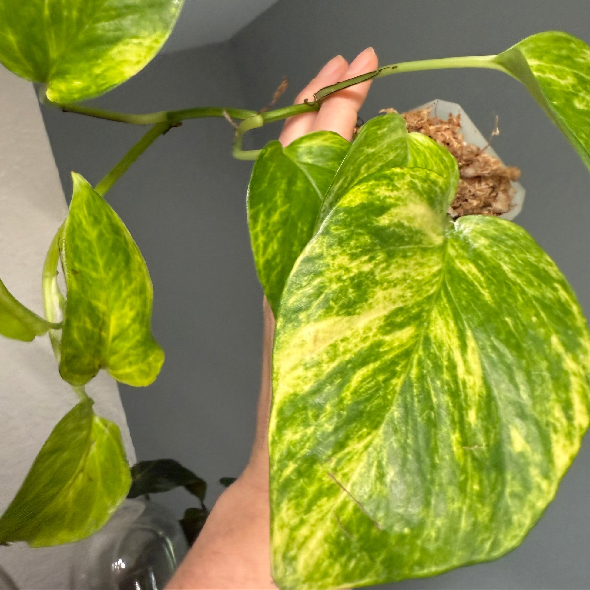 neon queen pothos Neon Queen Pothos 3” pot