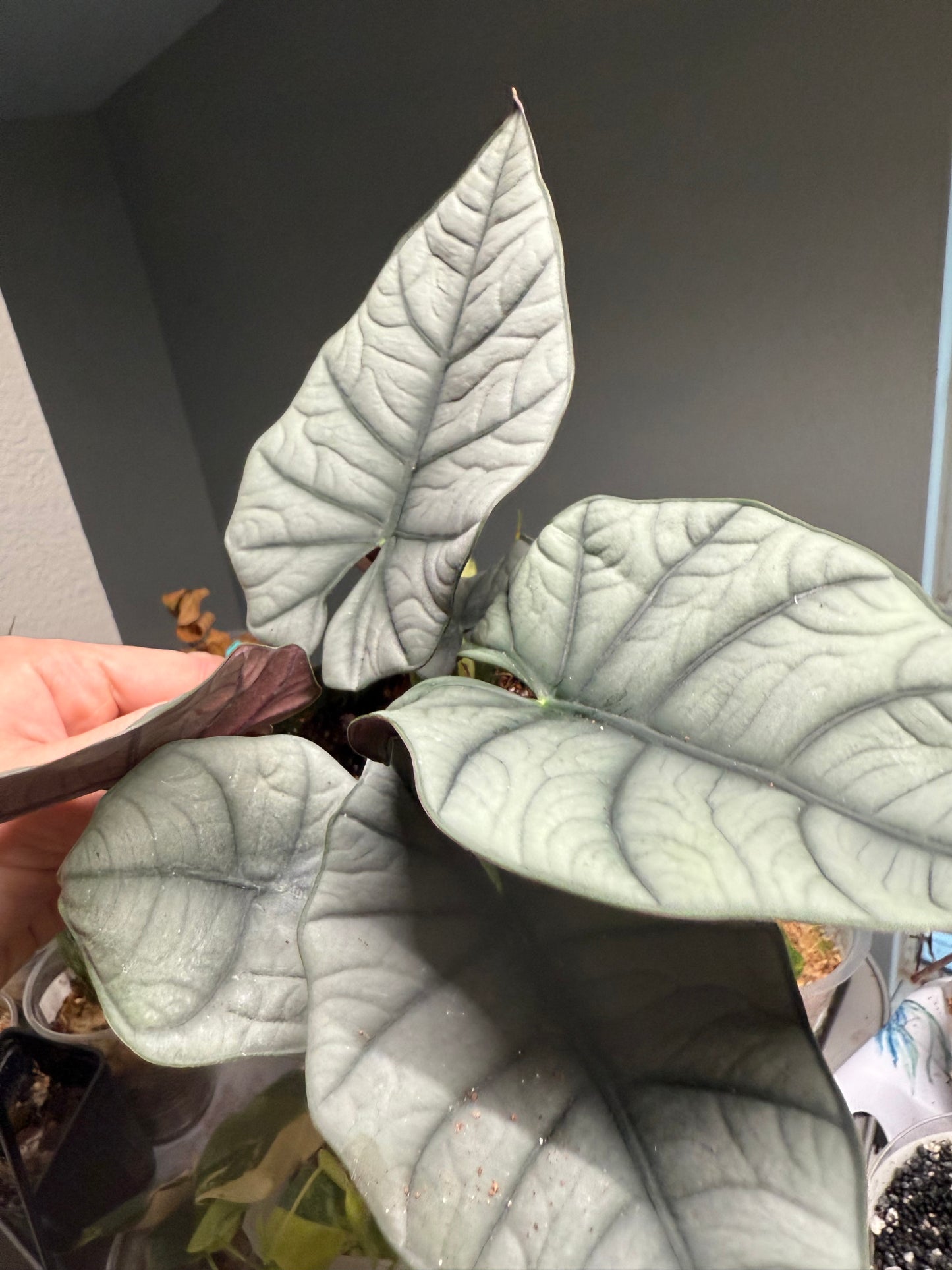 Alocasia Bisma - 4” Pot (Growers Choice)
