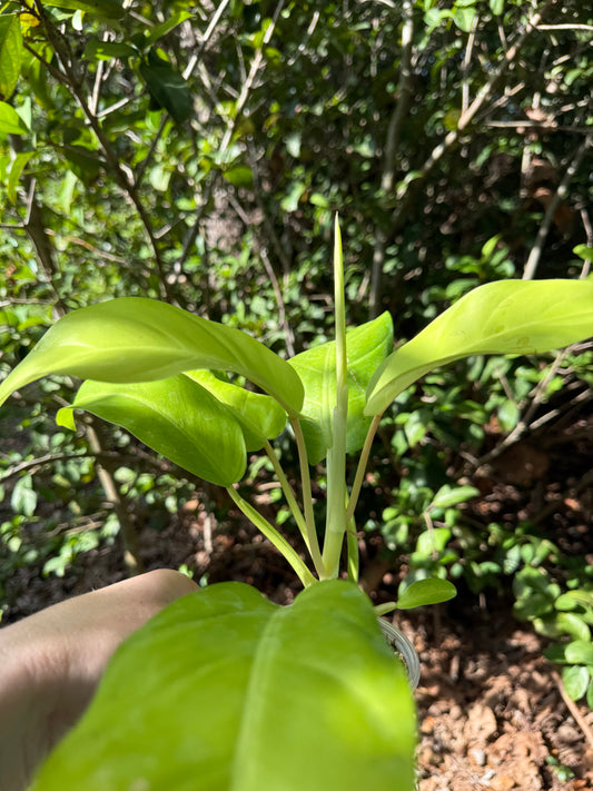Philodendron Golden Goddess 3-4” pot (growers choice)