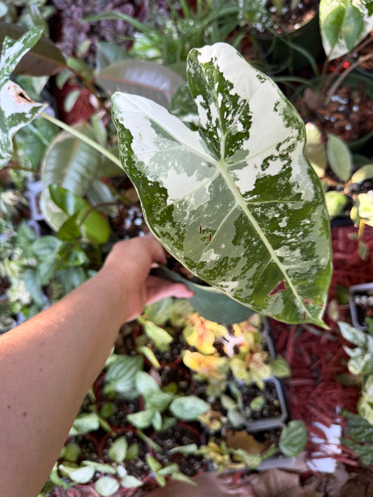Variegated Frydek Alocasia - 6” Pot (Growers Choice)