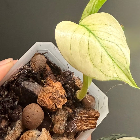 Monstera White Monster