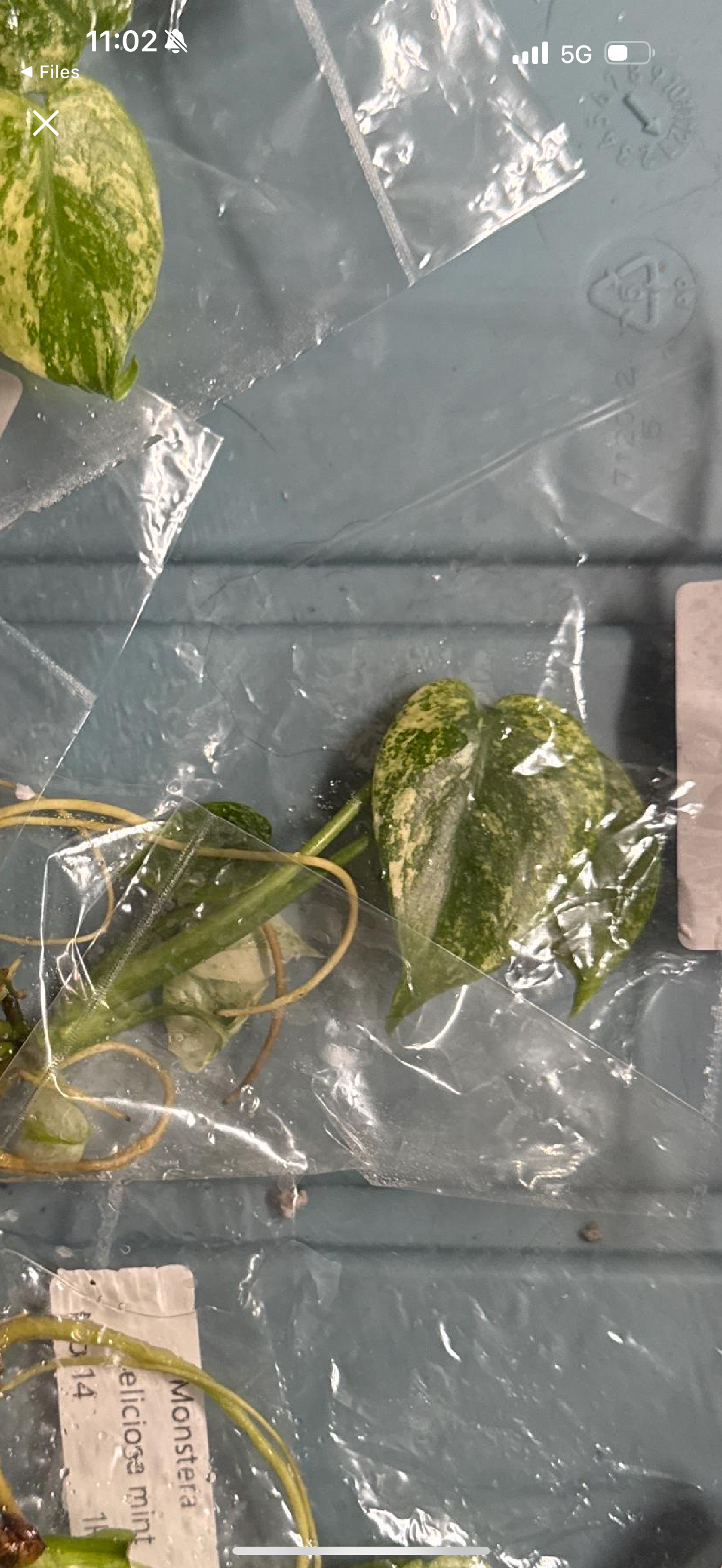 Monstera Mint NOID - Tissue Culture