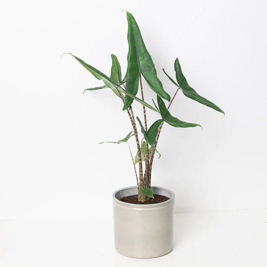 Alocasia Tigrina