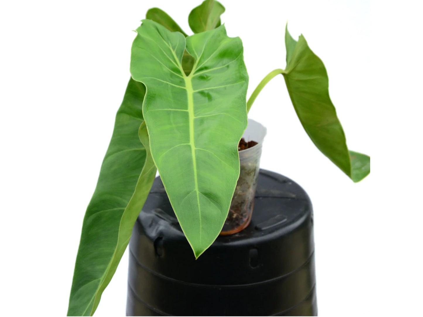Philodendron “Maximum” - 4” pot (Growers Choice)