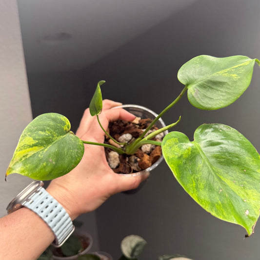 Monstera Yellow Marilyn (Exact Plant)