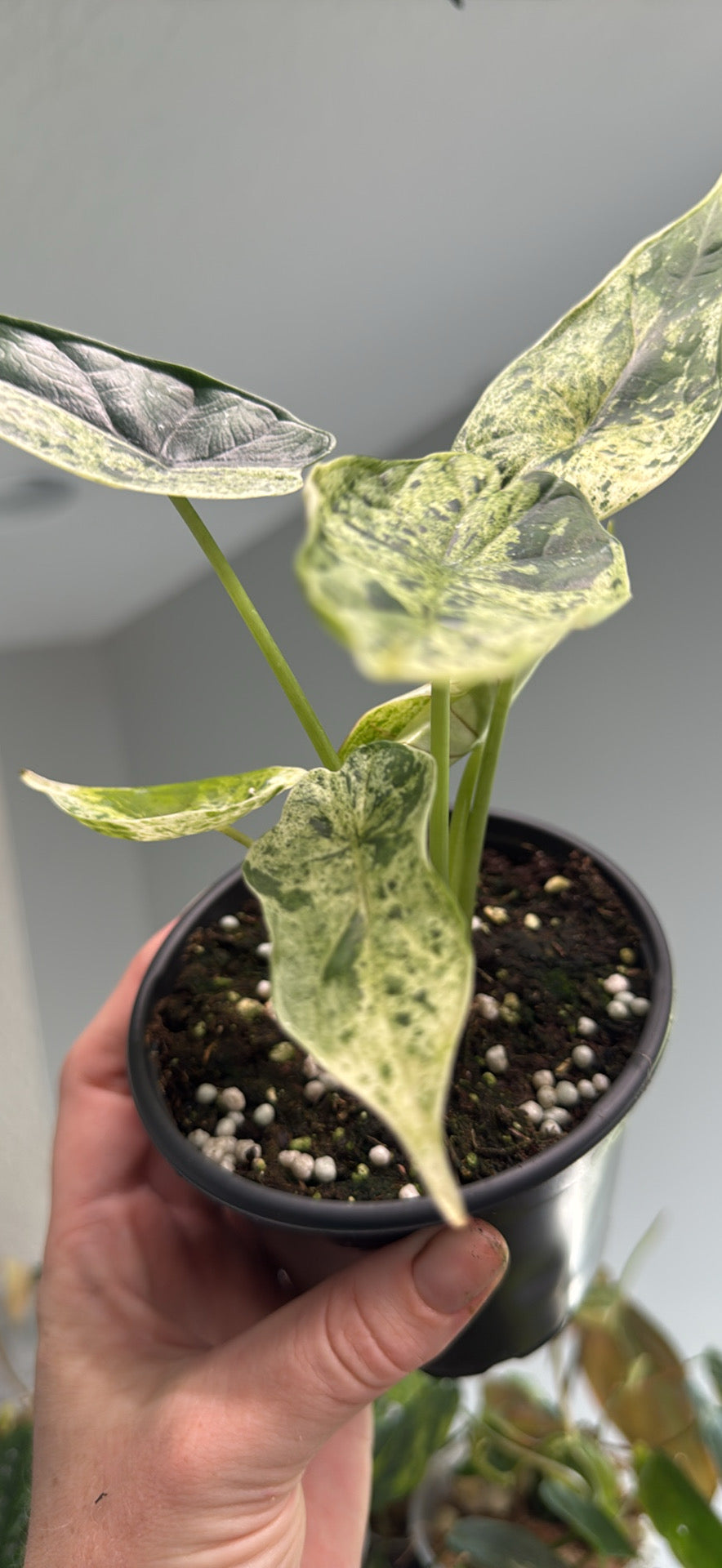 Alocasia DragonScale Mint - 4” Pot (Growers Choice)