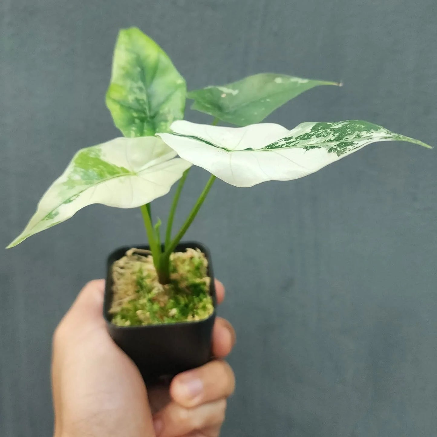 Alocasia Simpo Albo - Tissue Culture Plantlet TC
