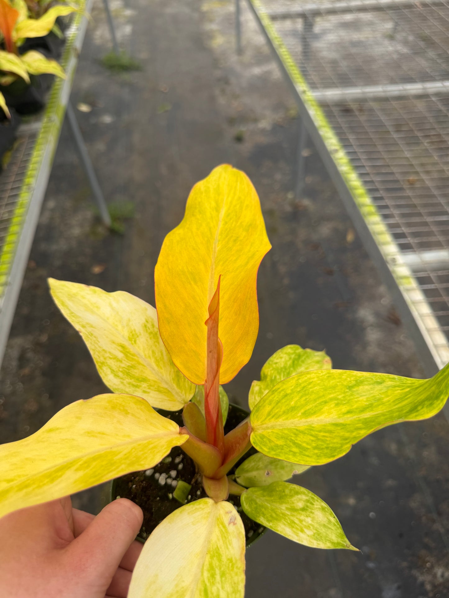 Orange Marmalade Philodendron