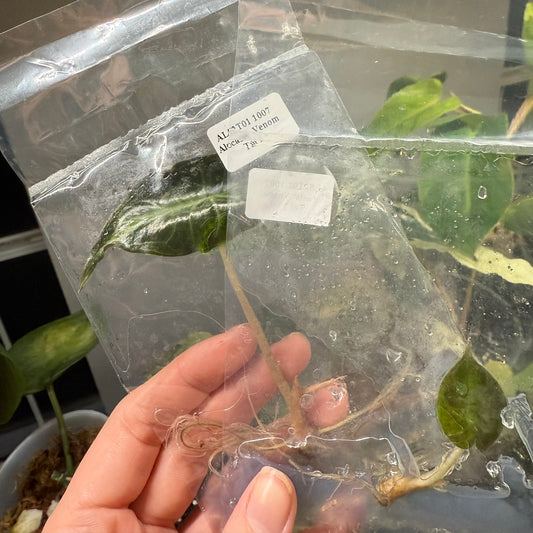 Alocasia Venom - Tissue Culture TC