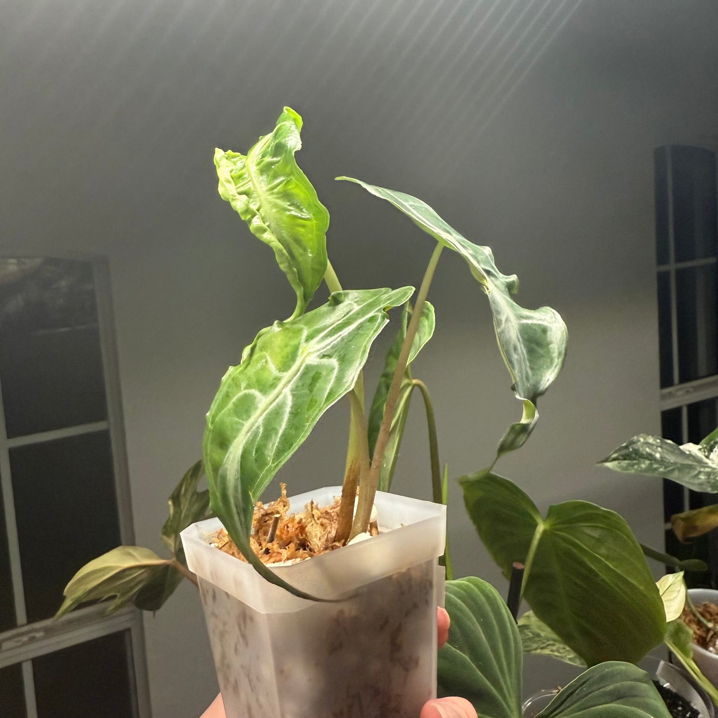 Alocasia Venom - 3” pot (Exact Plant)