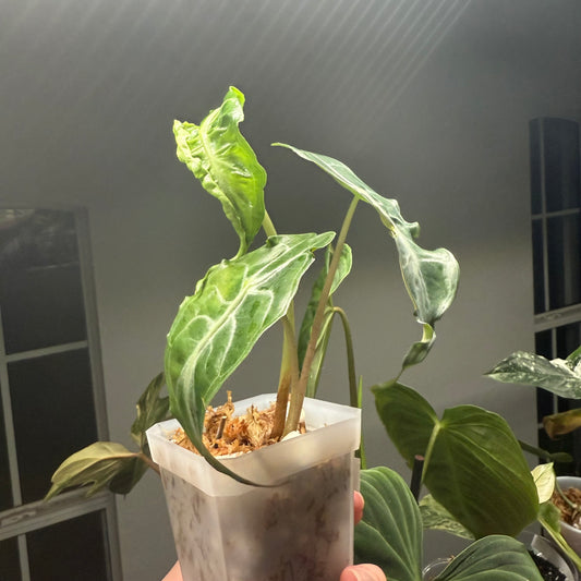 Alocasia Venom - 3” pot (Exact Plant)