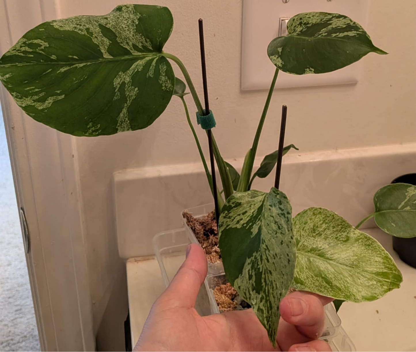 Monstera Bulbasaur - Tissue Culture TC