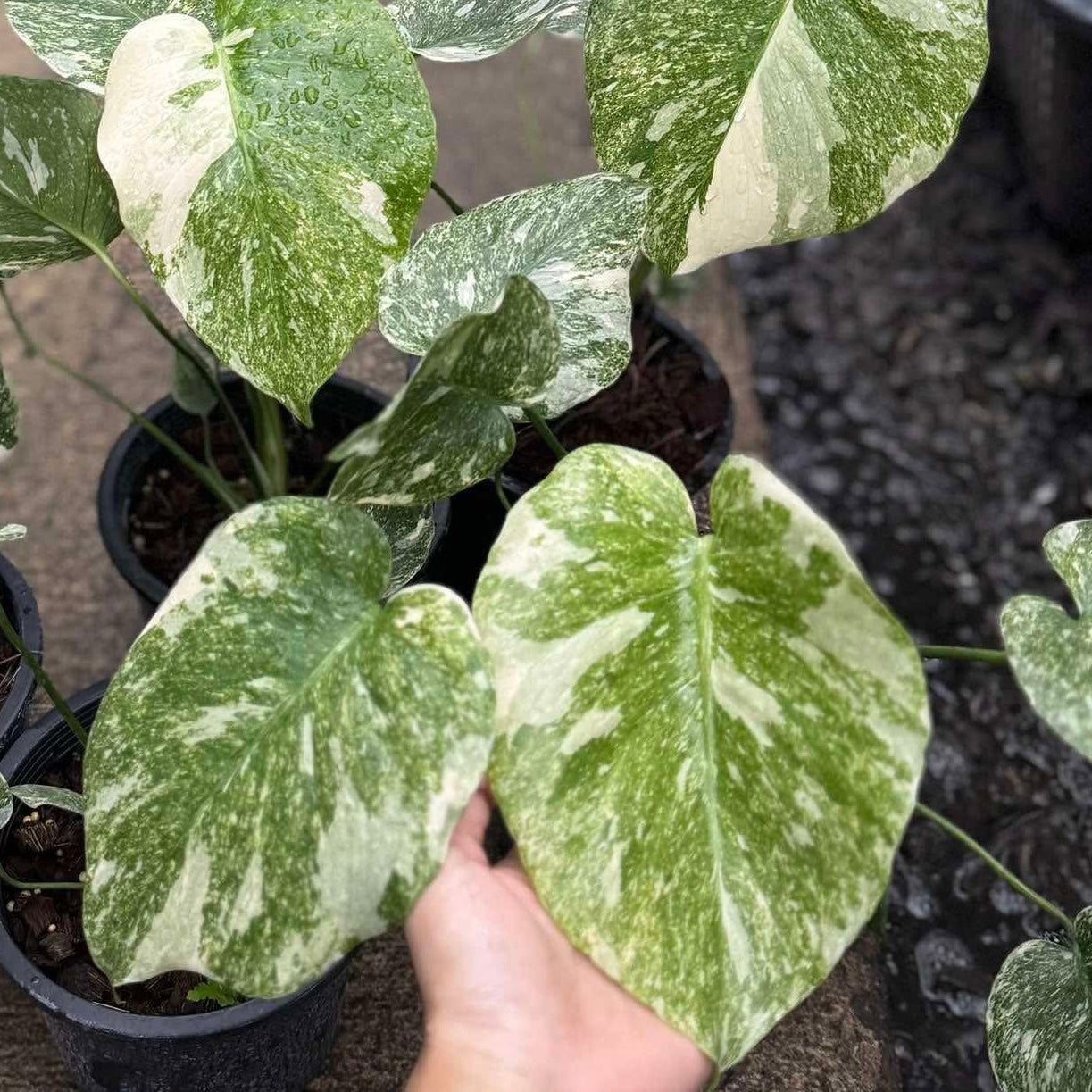 Monstera Green Snow - Tissue Culture TC (Growers Choice)