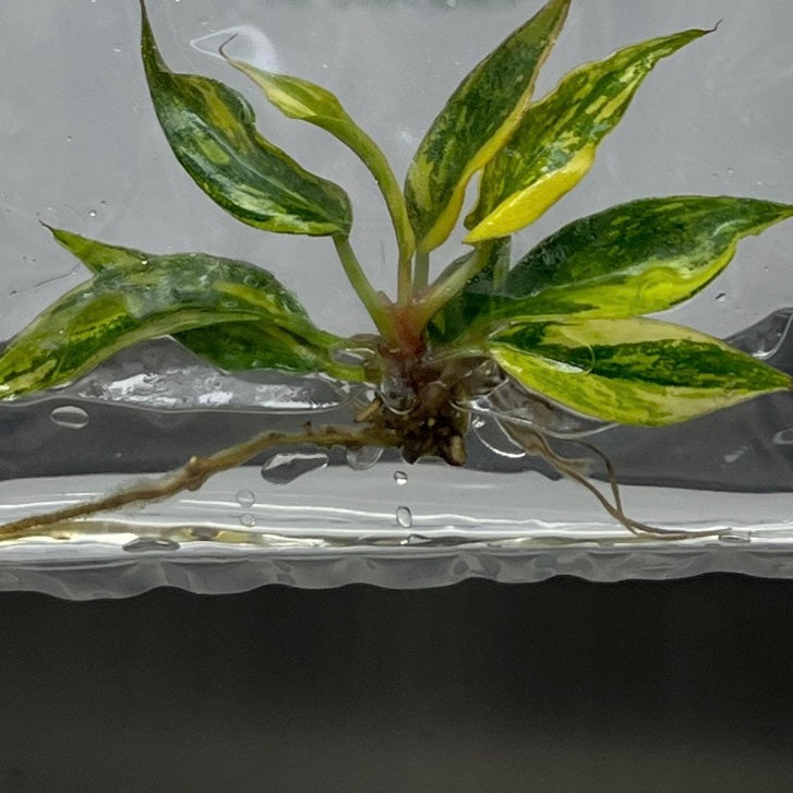 Caramel Marble - Tissue Culture