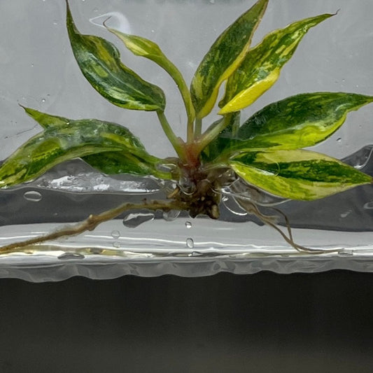 Caramel Marble - Tissue Culture