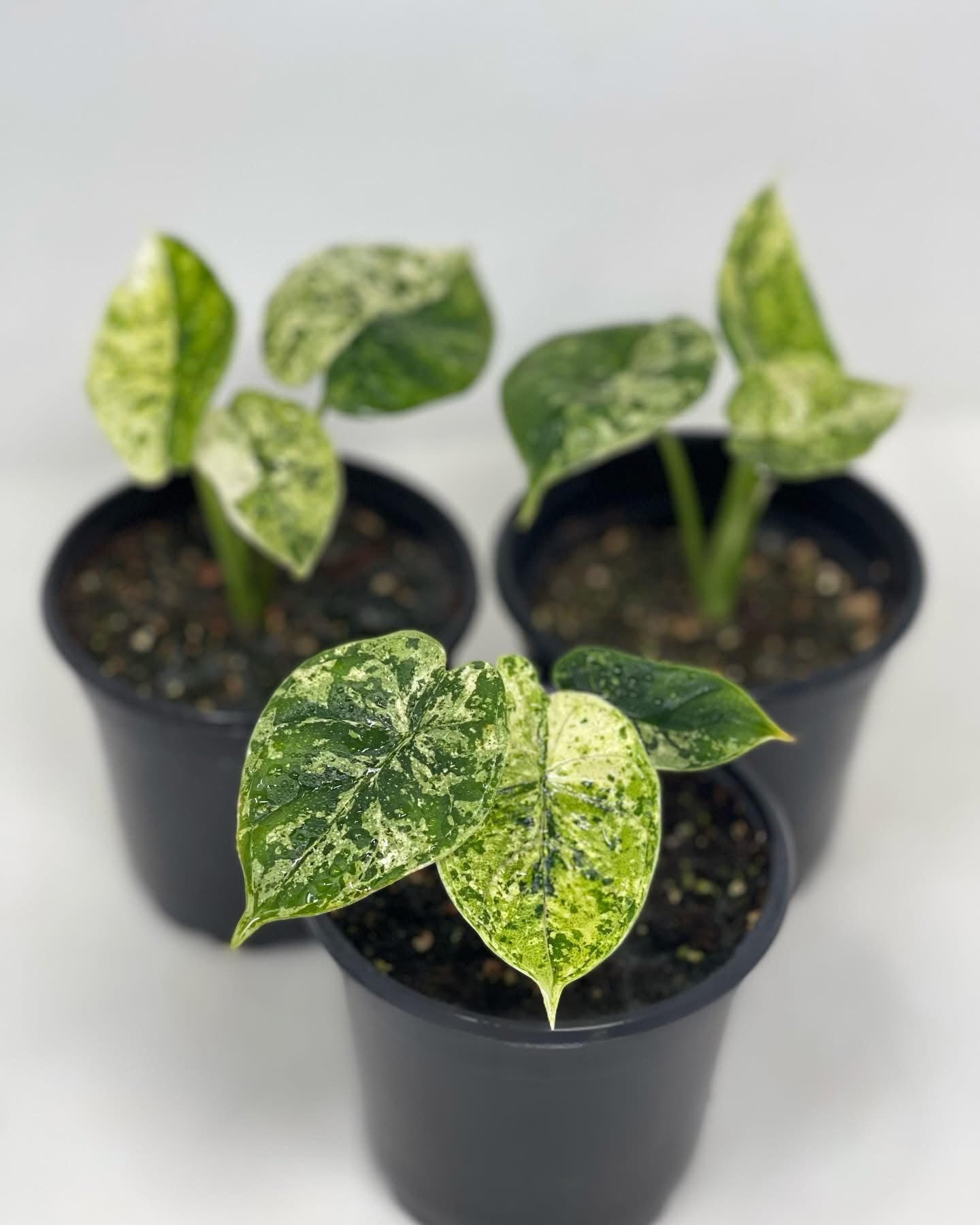 Alocasia DragonScale Mint