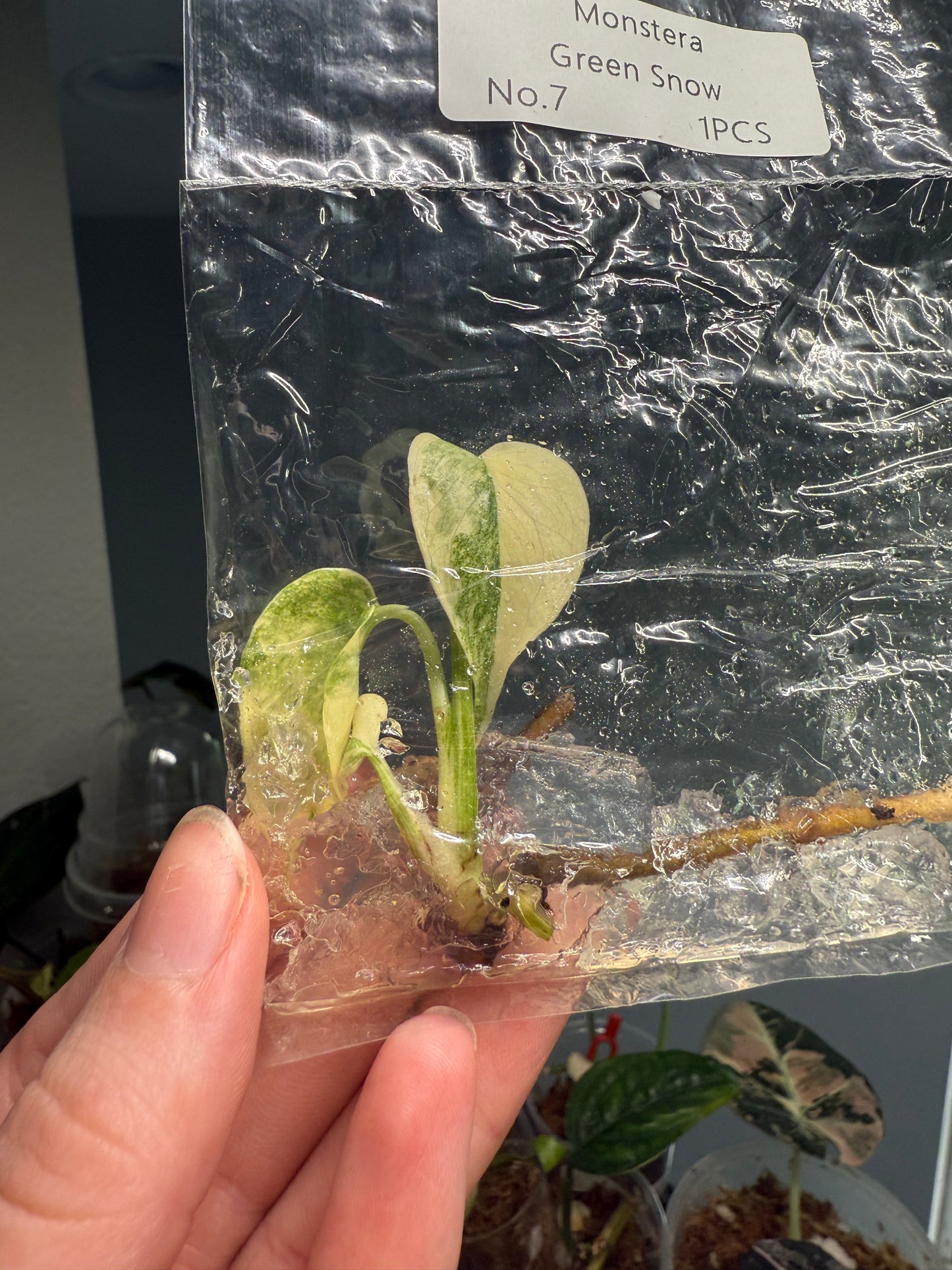 Monstera Green Snow - Tissue Culture TC (Growers Choice)