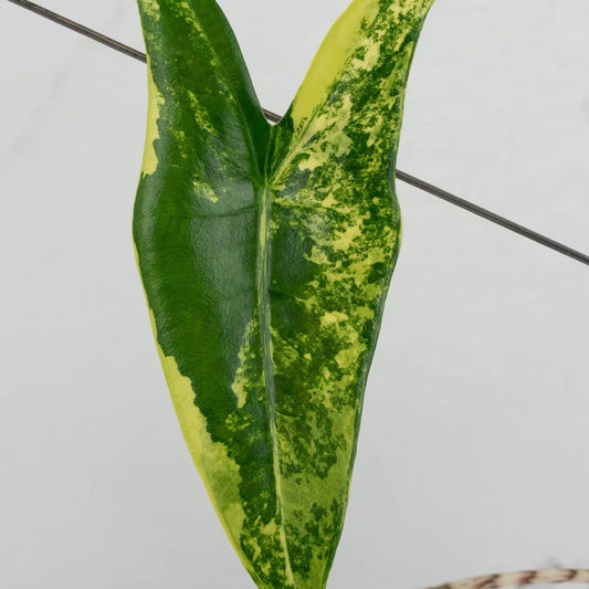 Zebrina Aurea Varigata - Tissue Culture