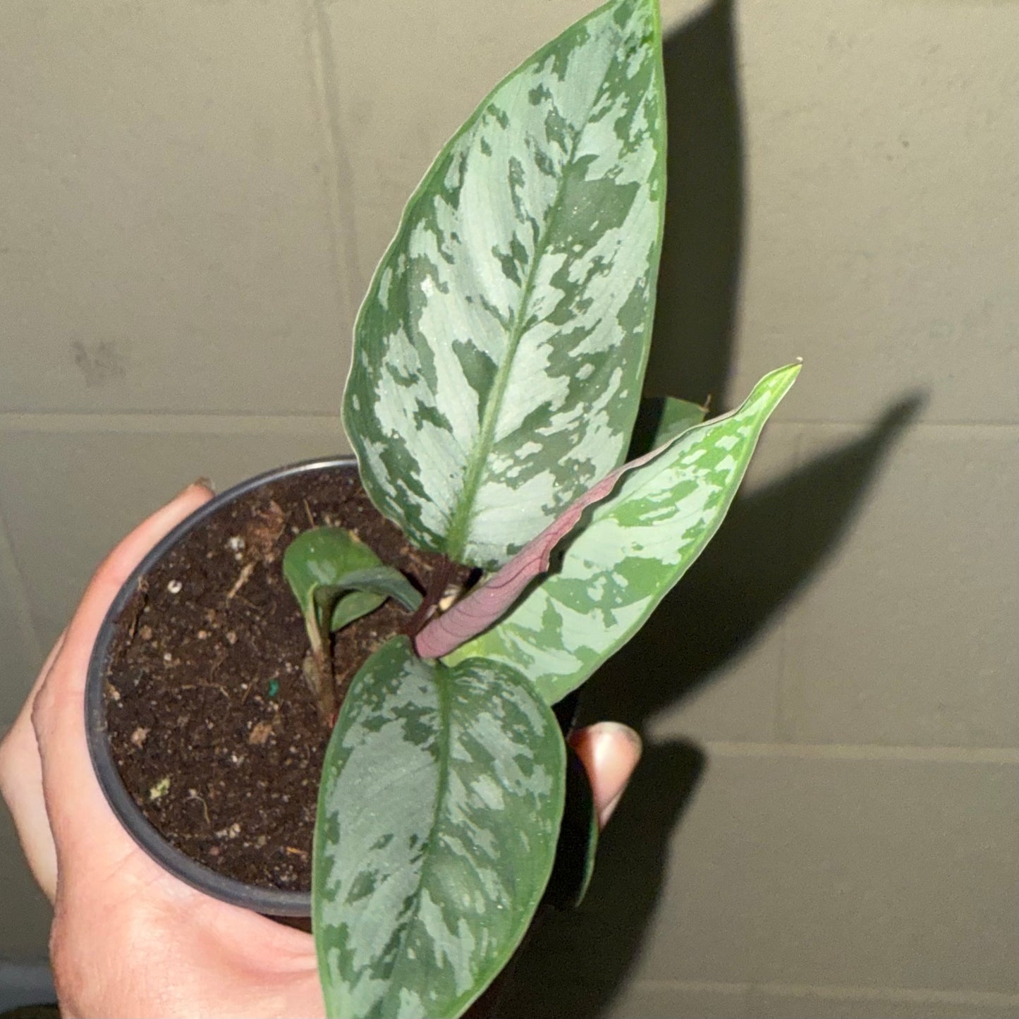 Apoballis “Lavallaei” - 3” pot (growers choice)