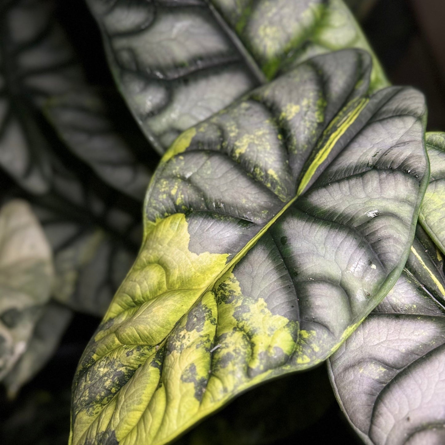 Alocasia Silver Dragon Aurea Tissue Culture Plantlet - TC